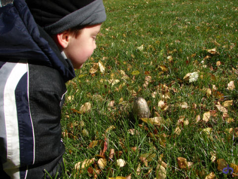 Aster and the Mushroom