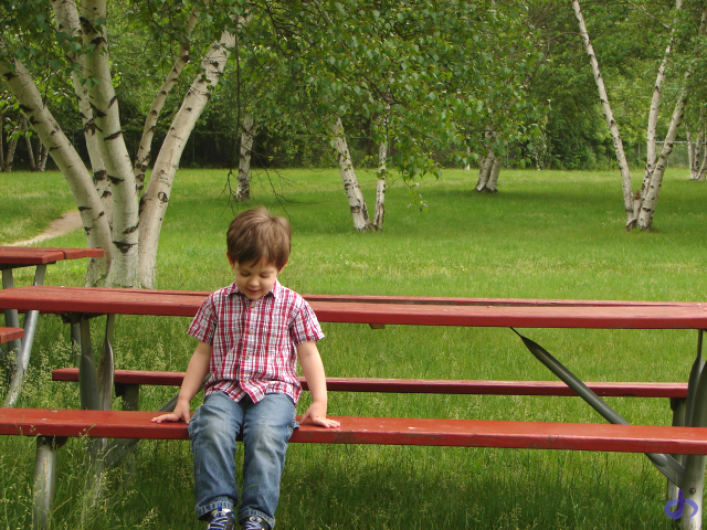 Aster on a Bench