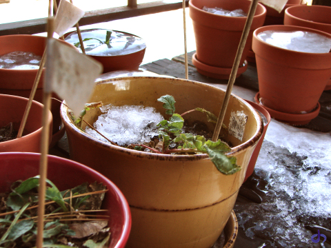 Frozen Pots