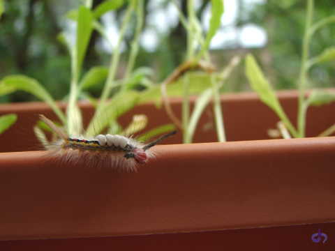 Fuzzy Caterpillar