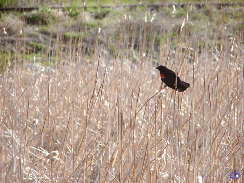Redwinged Blackbird