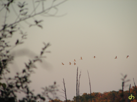 Sandhill Cranes