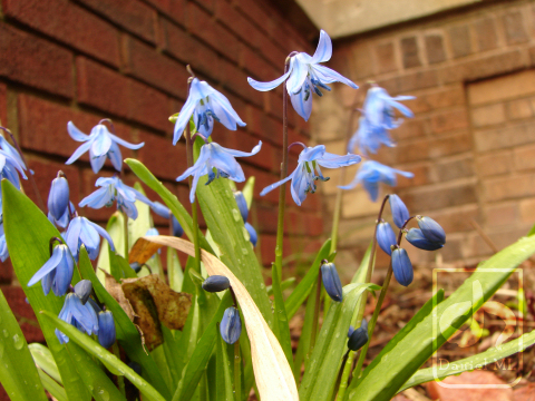 Spring Flowers