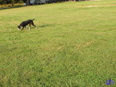 Dog in the Grass